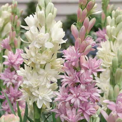 Tuberose Flower Bulbs