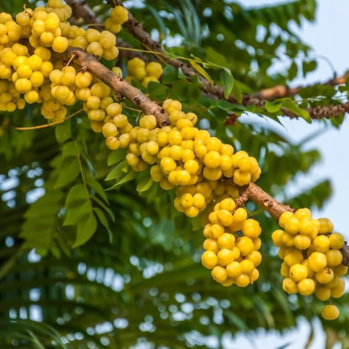 Gooseberry (amla) seeds – imported