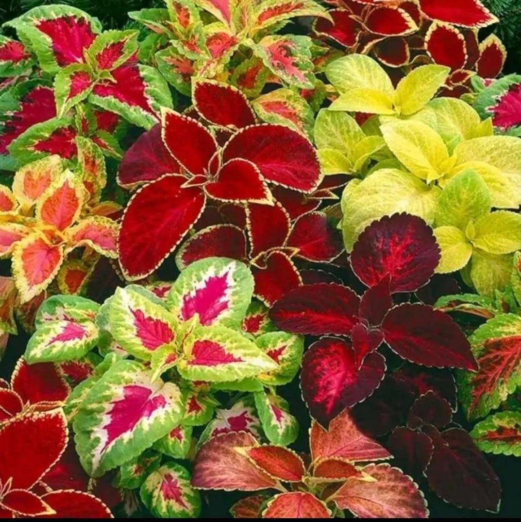 Coleus rainbow plant seeds