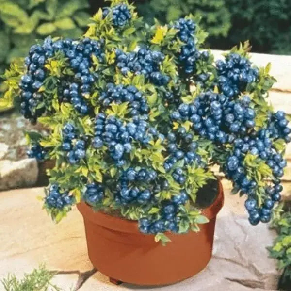 Giant blueberry plant seeds
