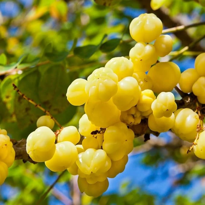 Gooseberry (amla) seeds – imported