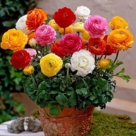 Ranunculus flower seeds – pack of 1