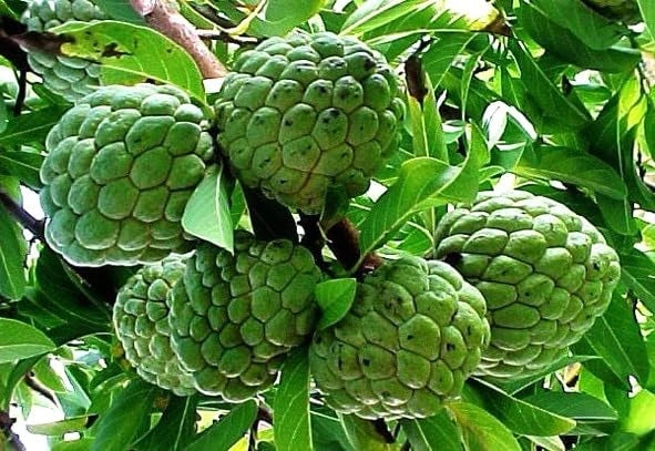Custard apple seeds – pack of 1