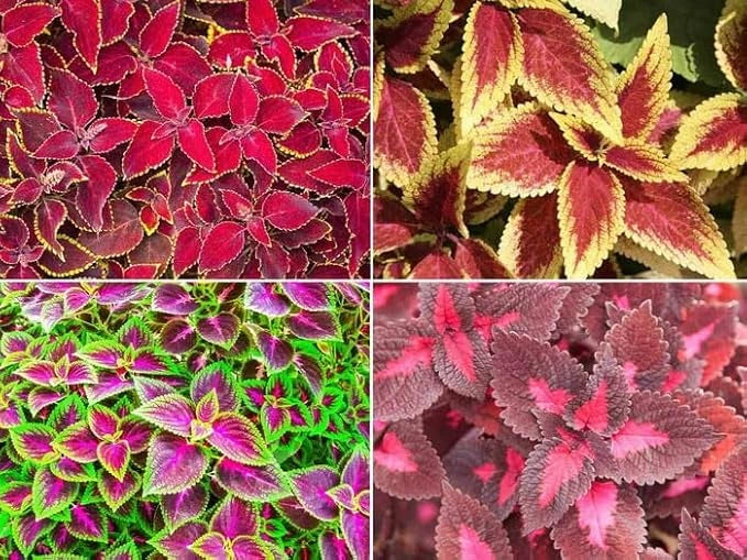 Coleus rainbow plant seeds
