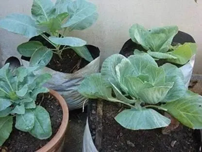 Premium cauliflower seeds (20)
