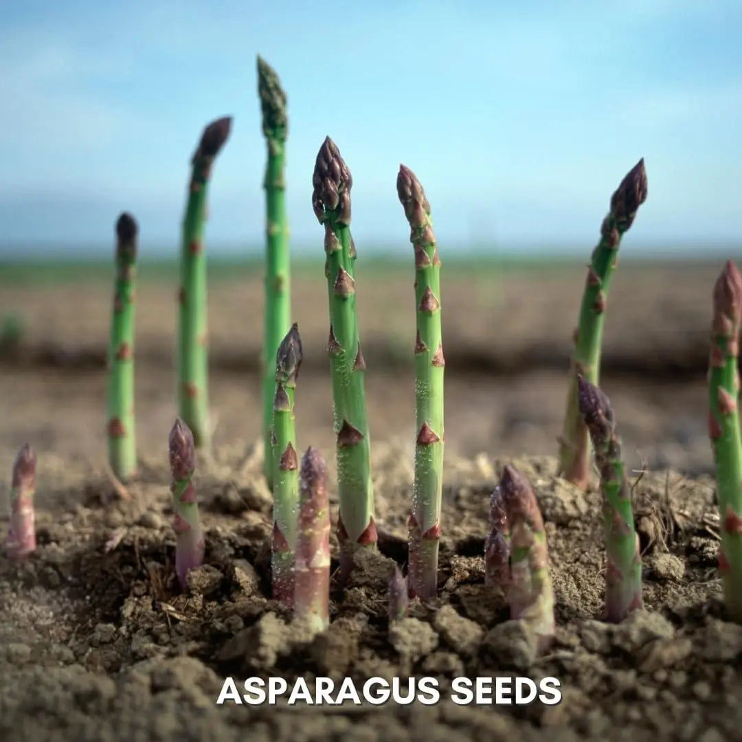 Organic asparagus seeds