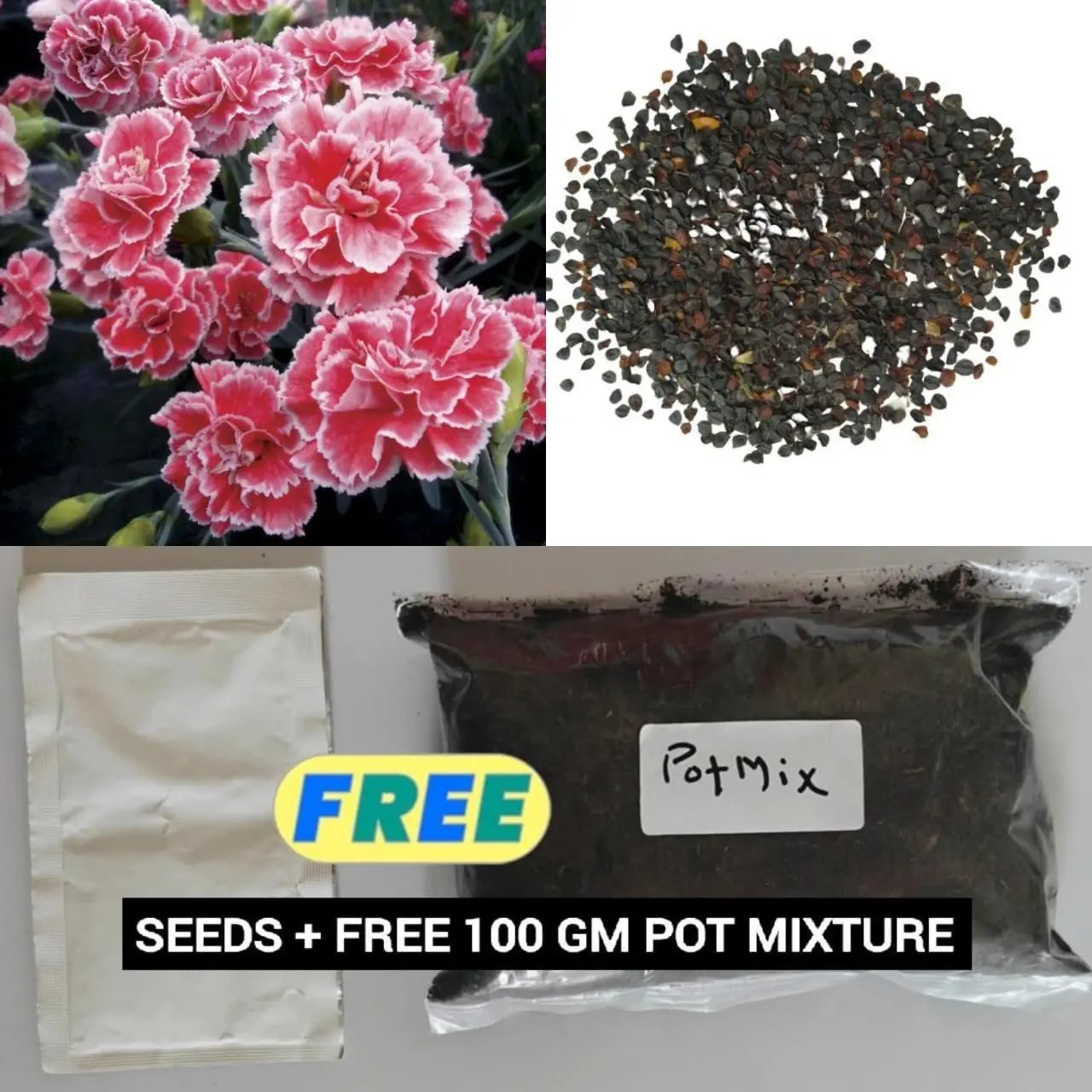 Dianthus seeds with pot mix