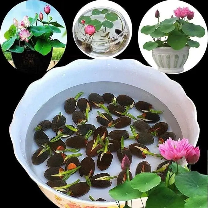Bonsai lotus flower seeds