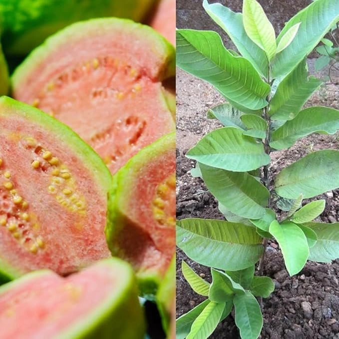 Imported guava seeds