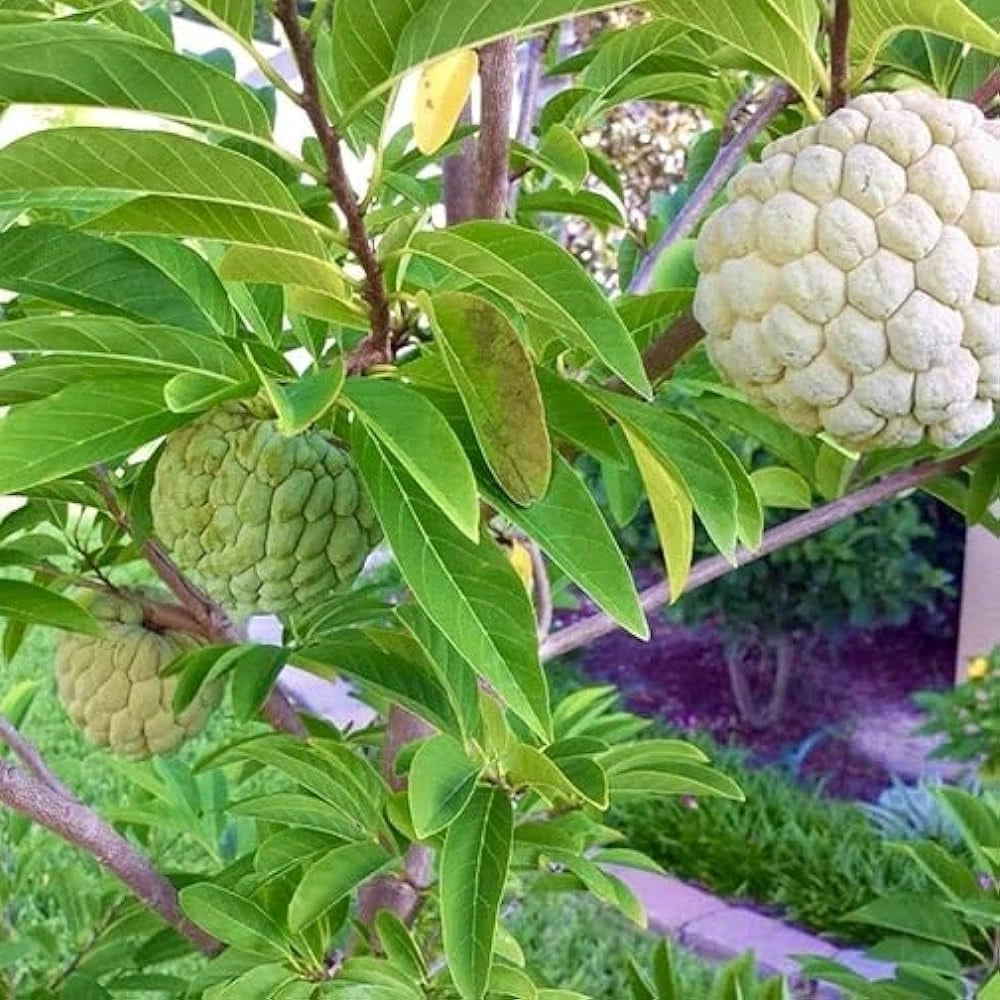 Custard apple seeds – pack of 1
