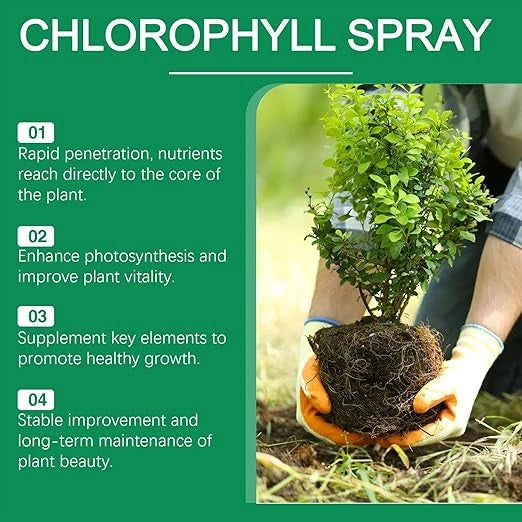 Chlorophyll spray – pack of 2