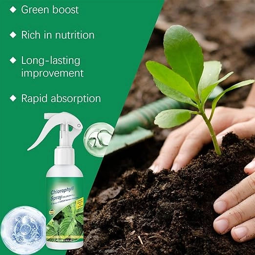 Chlorophyll spray – pack of 2