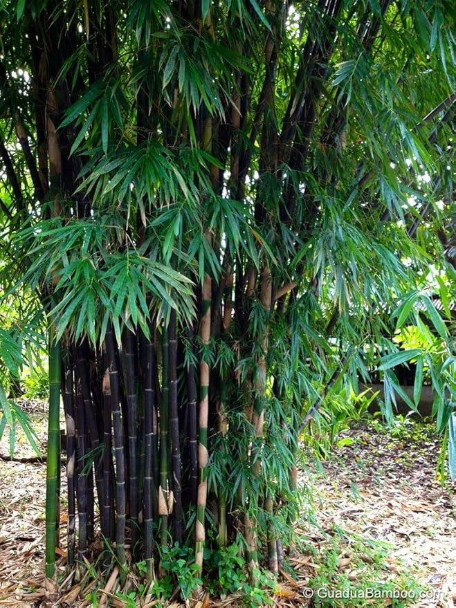 Bambusa gigantea seeds – pack of 1