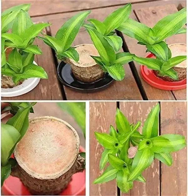 Brazilian lucky wood plant