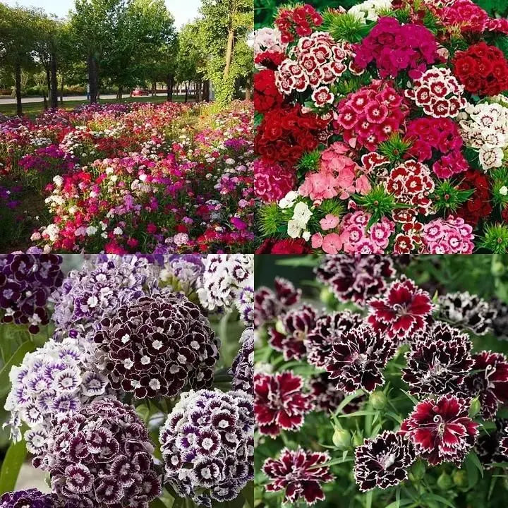 Dianthus seeds with pot mix