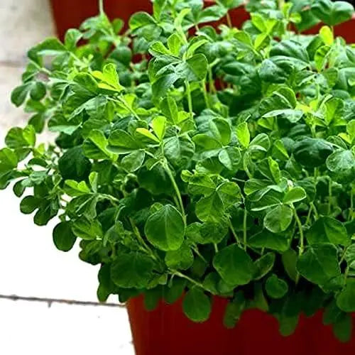 Premium fenugreek seeds (20)