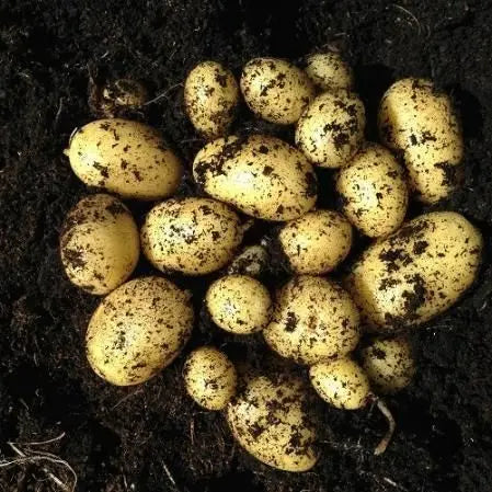Premium seed potatoes