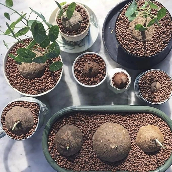 Stephania erecta bulbs – pack of 2
