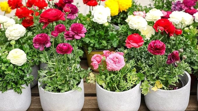 Ranunculus flower seeds – pack of 1
