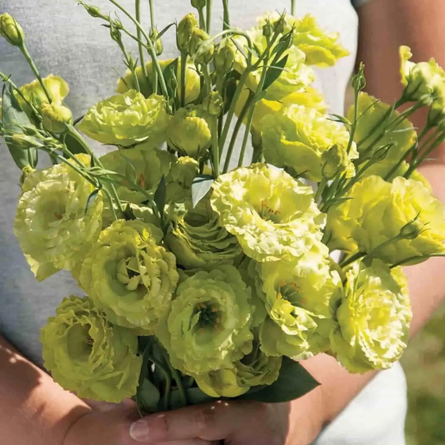 Elegant lisianthus flower seeds