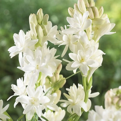 Tuberose Flower Bulbs