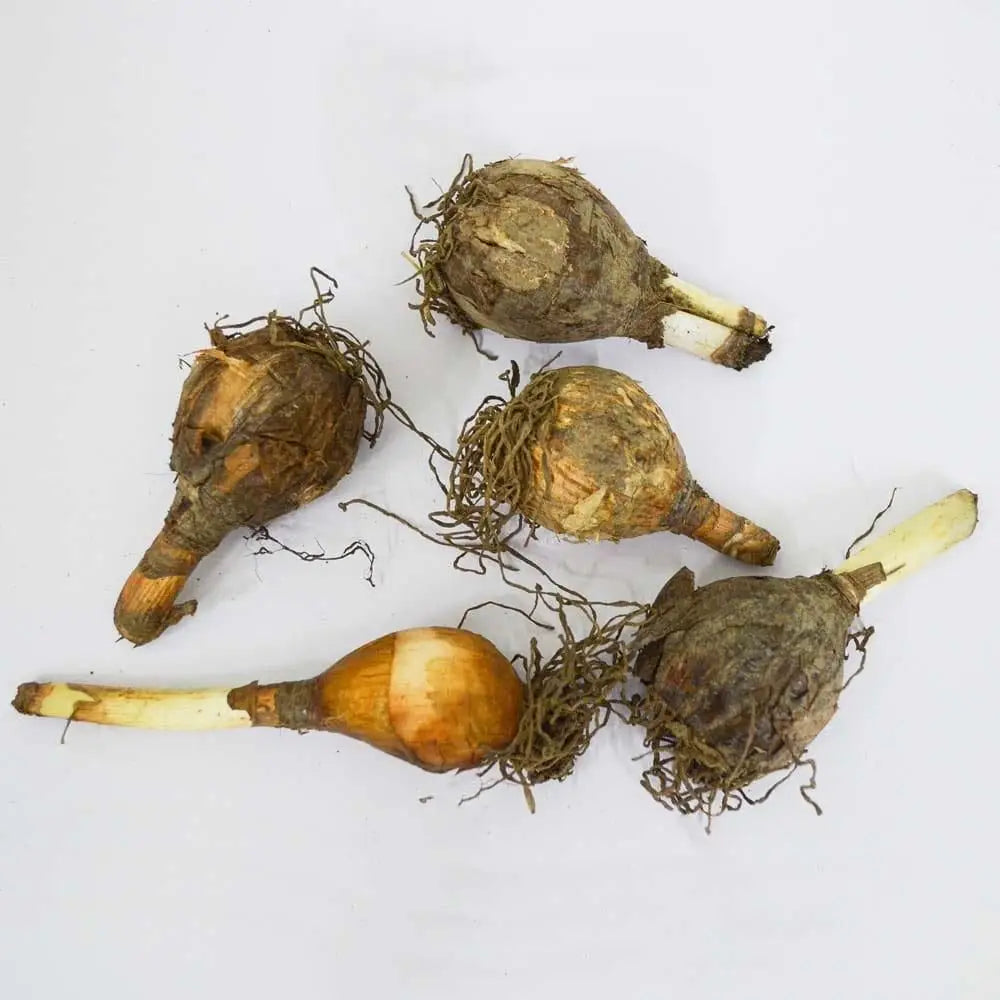 Daffodils flower bulbs