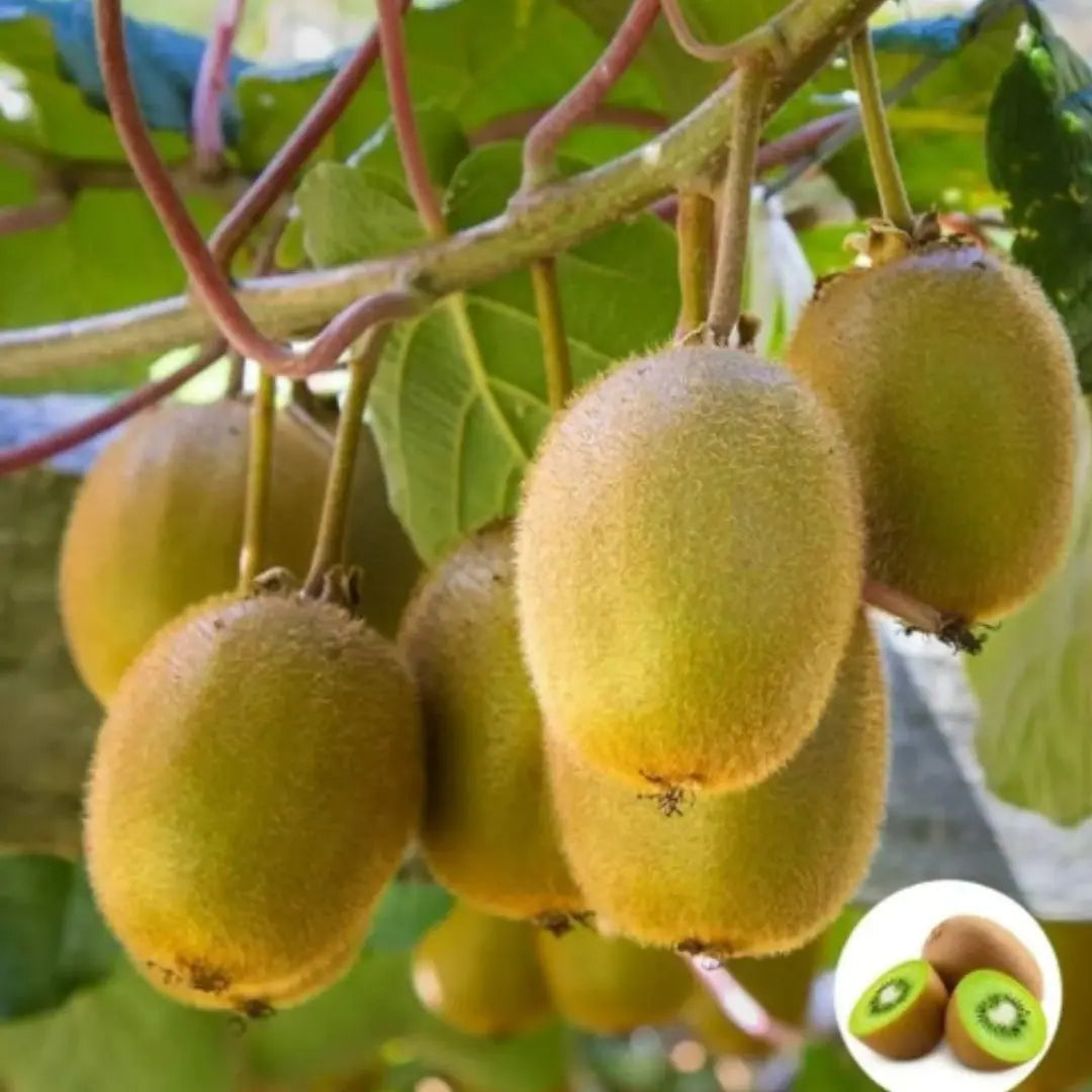Juicy kiwi fruit seeds
