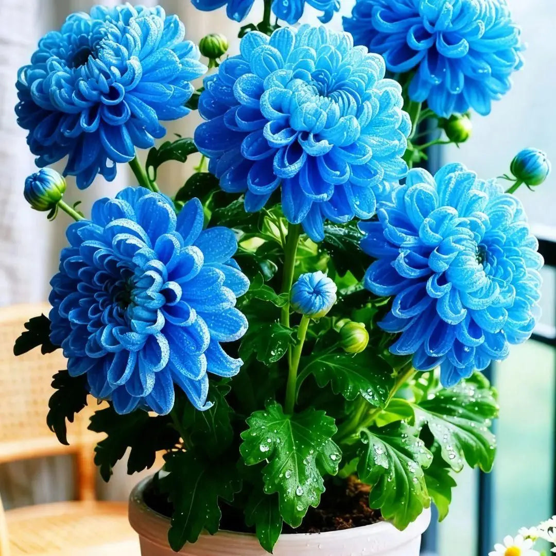 Chrysanthemum seeds + potmix combo