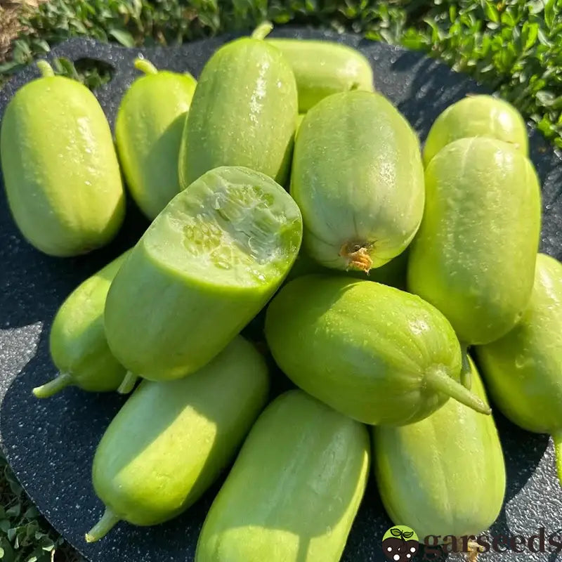 Golden boy cucumber seeds