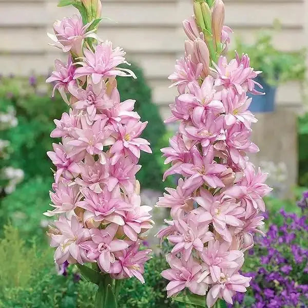 Rajnigandha double petal tuberose bulbs (pack of 2)