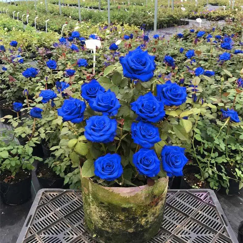 Blue climbing rose seeds
