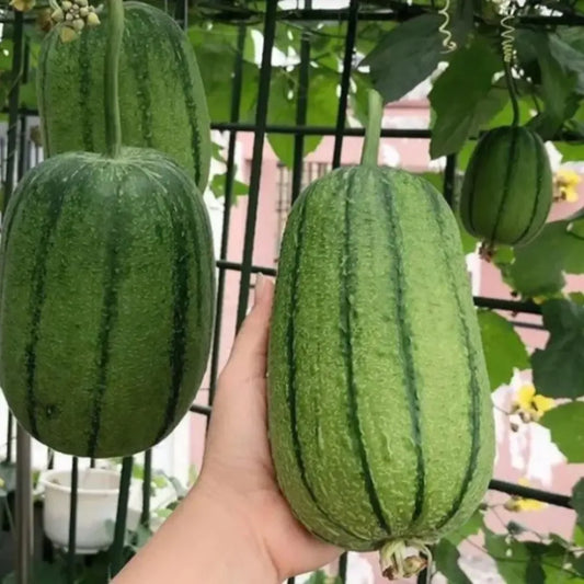 Apple luffa seeds – pack of 1