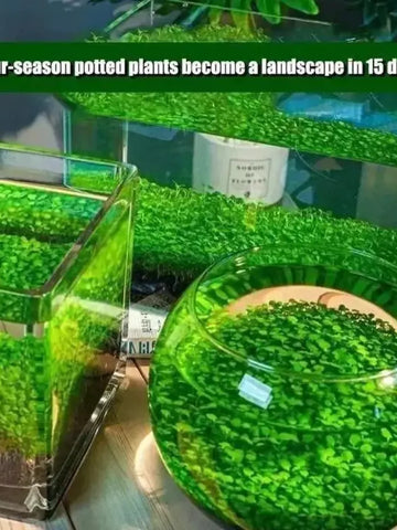 Aquarium Plant Seeds