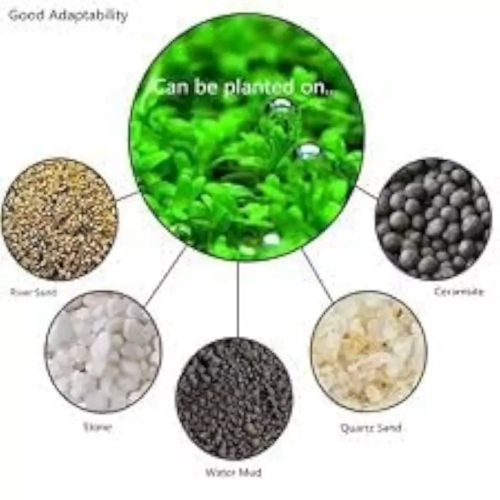 Aquarium plant seeds