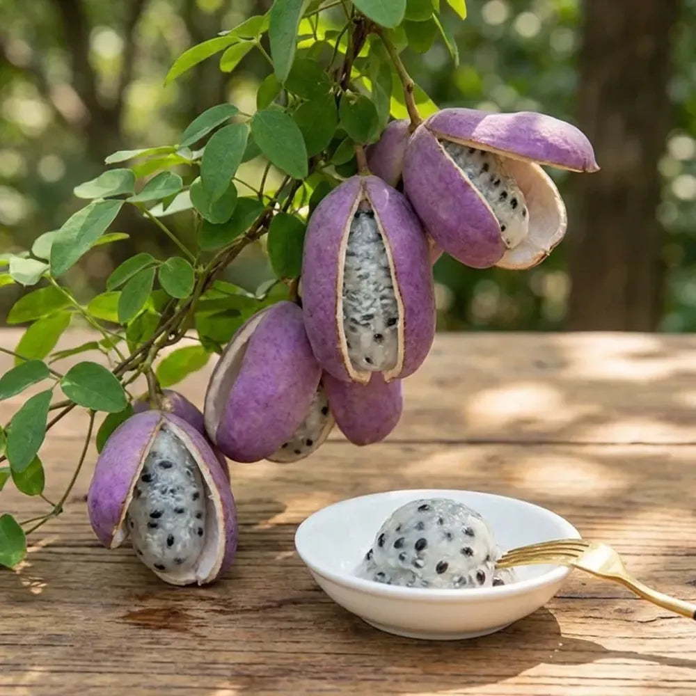 August melon seeds - home essentials