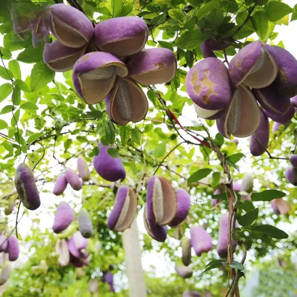 August melon seeds - home essentials