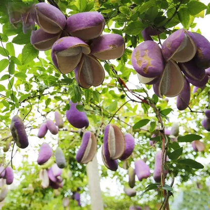 August melon seeds - home essentials