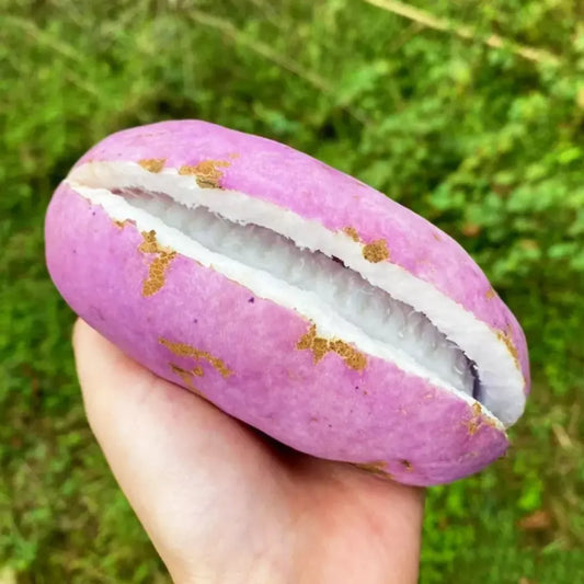 August melon seeds - home essentials