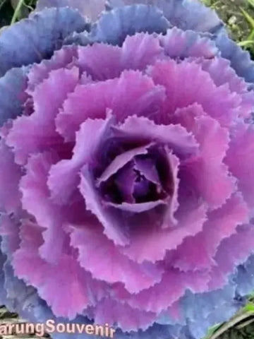 Autumn Kale Mix Seeds