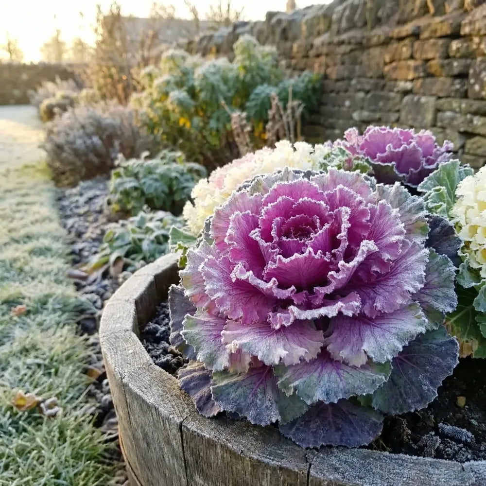 Autumn kale mix seeds - gardening