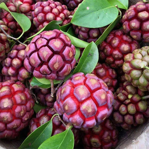 Devil Fruit Fantasy Seeds