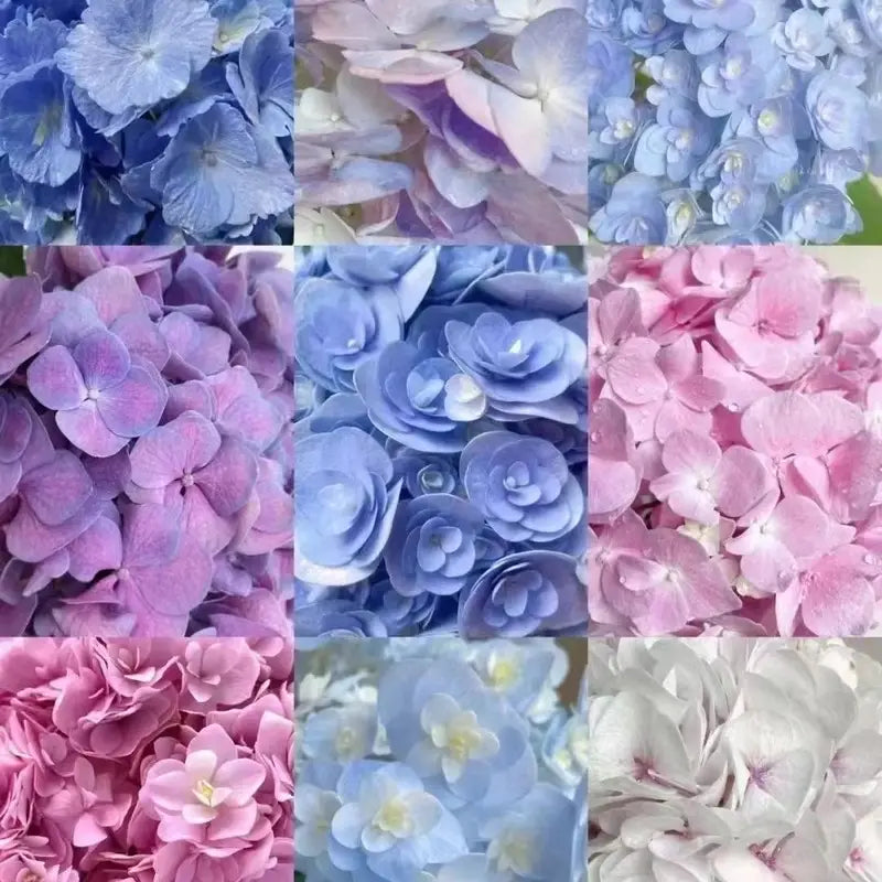 Vibrant hydrangea flower seeds