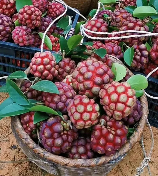 Devil fruit fantasy seeds