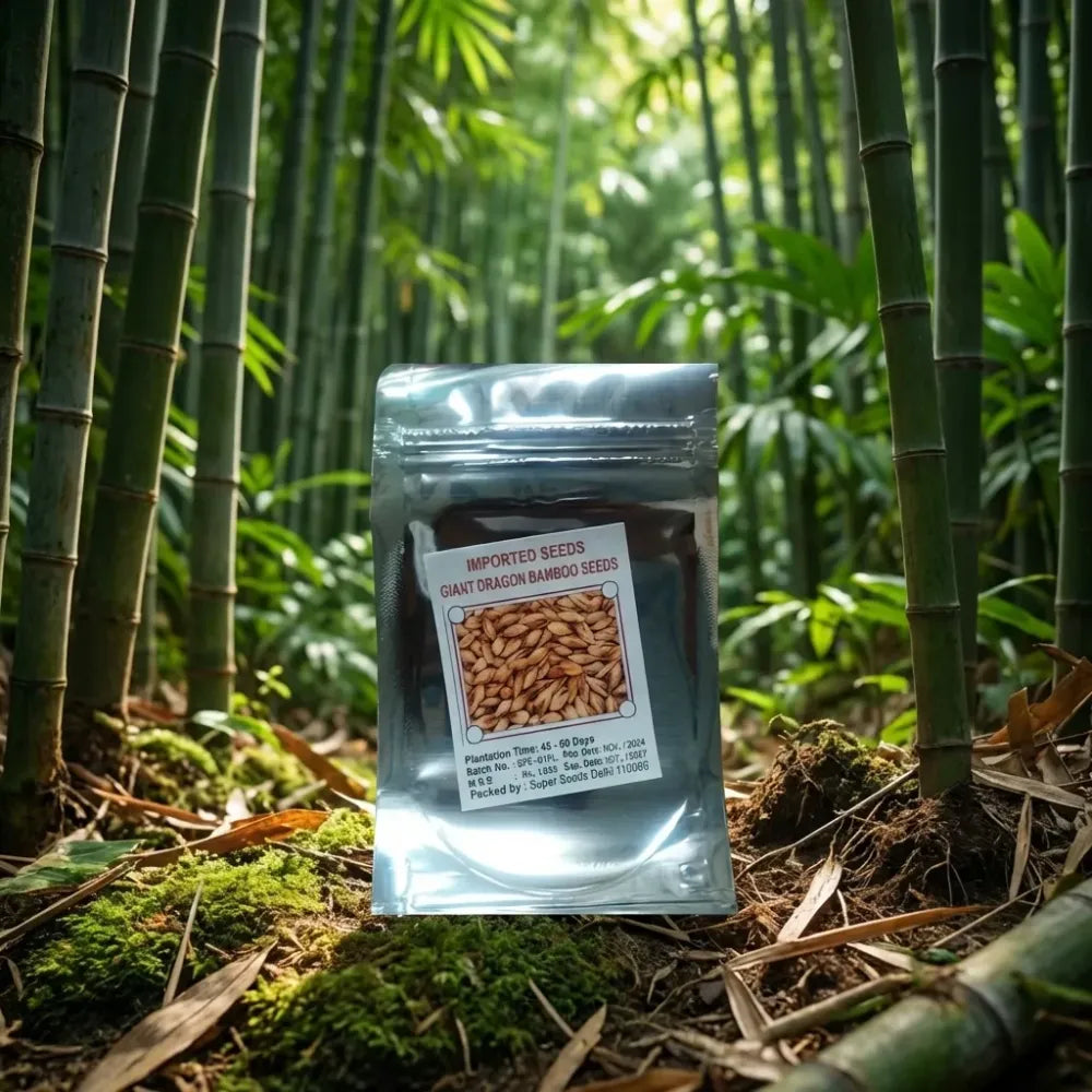 Bambusa gigantea seeds – pack of 1