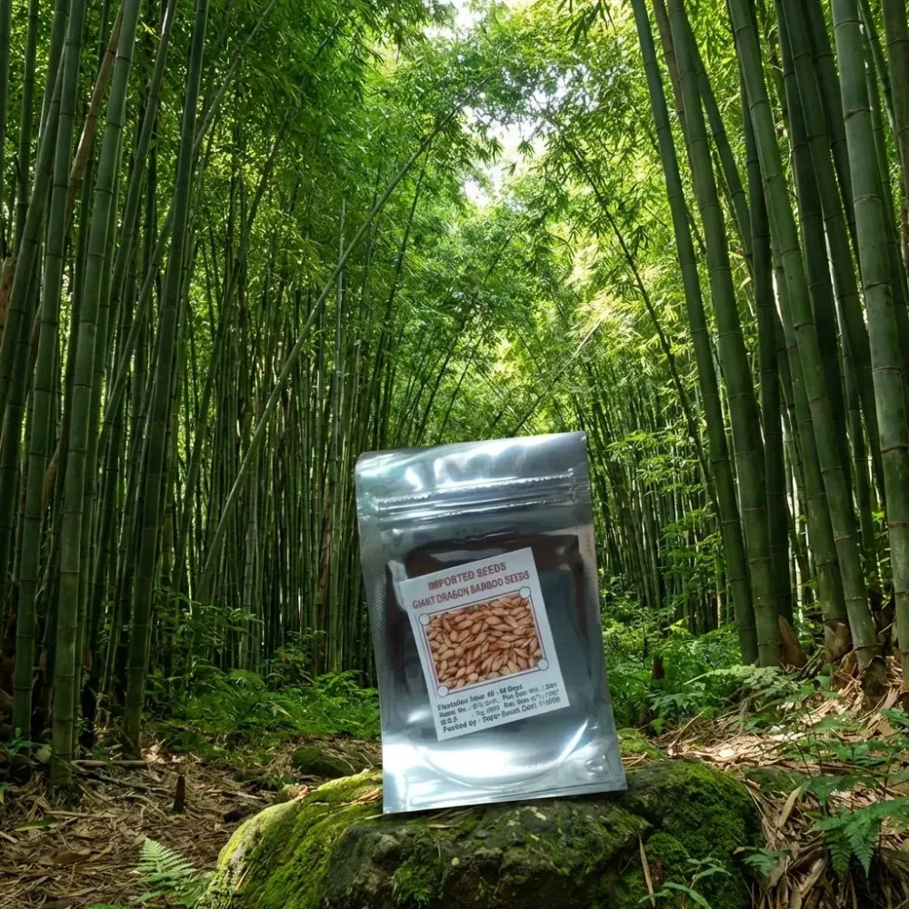 Bambusa gigantea seeds – pack of 1