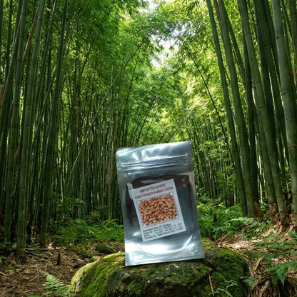 Bambusa gigantea seeds – pack of 1