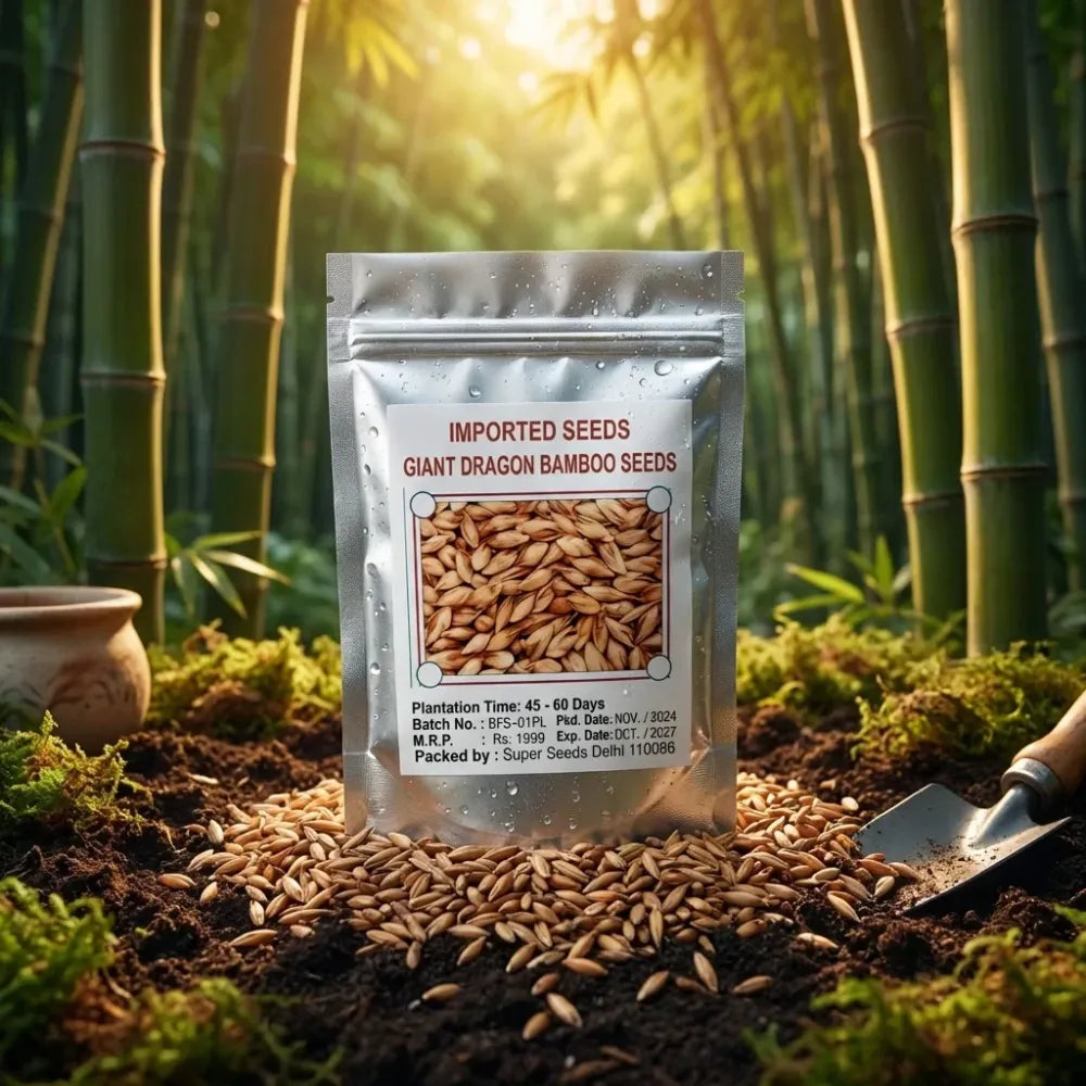 Bambusa gigantea seeds – pack of 1