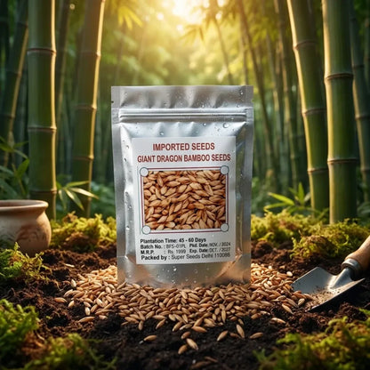 Bambusa gigantea seeds – pack of 1