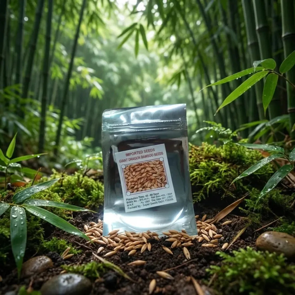 Bambusa gigantea seeds – pack of 1