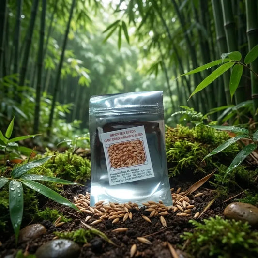 Bambusa gigantea seeds – pack of 1